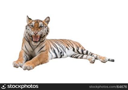 female bengal tiger isolated on white background