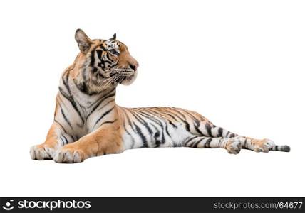 female bengal tiger isolated on white background