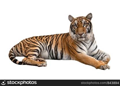 female bengal tiger lying isolated on white background