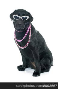 female black labrador retriever in front of white background