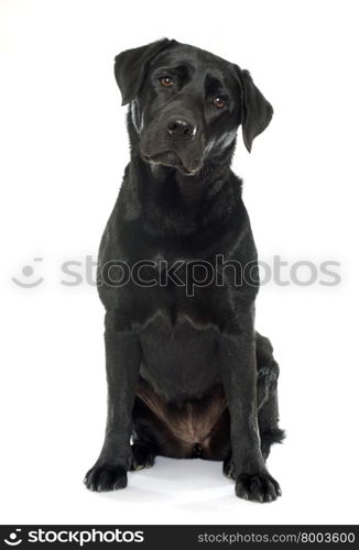 female black labrador retriever in front of white background