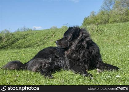 Female black Newfoundland dog lying on green grass meadow closeup in clear sunny day