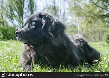 Female black Newfoundland dog lying on green grass meadow closeup in clear sunny day