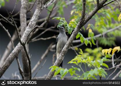 Female Black-winged Cuckooshrike (Lalage melaschistos) perching on a branch in the urban park.