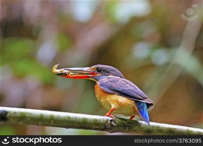 Female Blue-banded Kingfisher (Alcedo euryzona) is feeding his chicks with crab in mouth