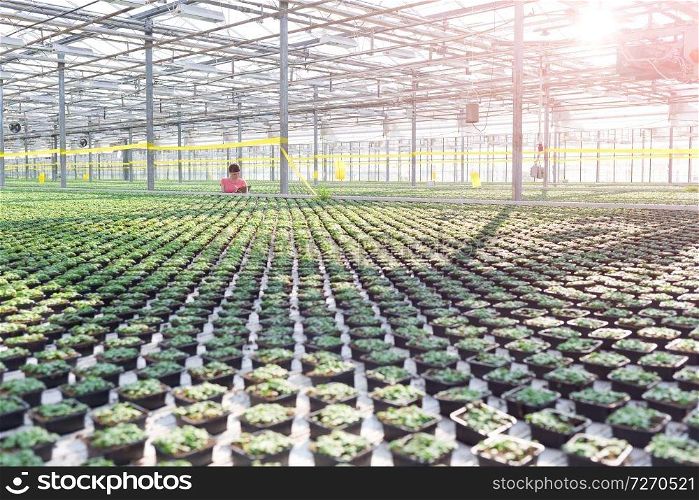 Female botanist working in greenhouse