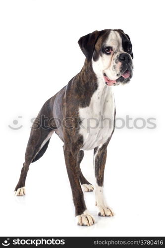 female boxer in front of a white background