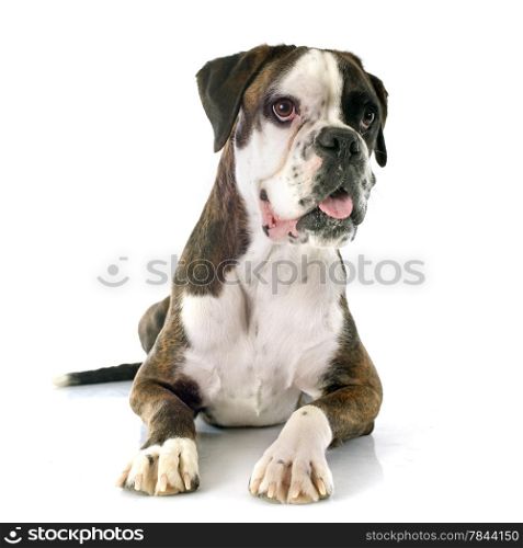 female boxer in front of a white background