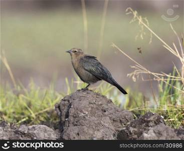 Female Brewer's blackbird on mound of dirt with grass