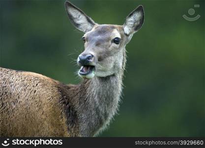 Female Bukhara Deer (Cervus elaphus bactrianus) in Kazakhstan is alert to danger. Also known as a Bactrian Wapiti, Bukhara Deer or Bactrian Deer.