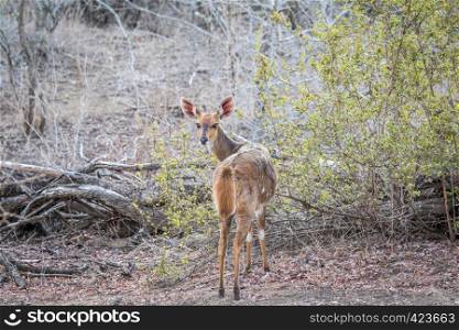 Female Bushbuck starring in the Kruger National Park, South Africa.