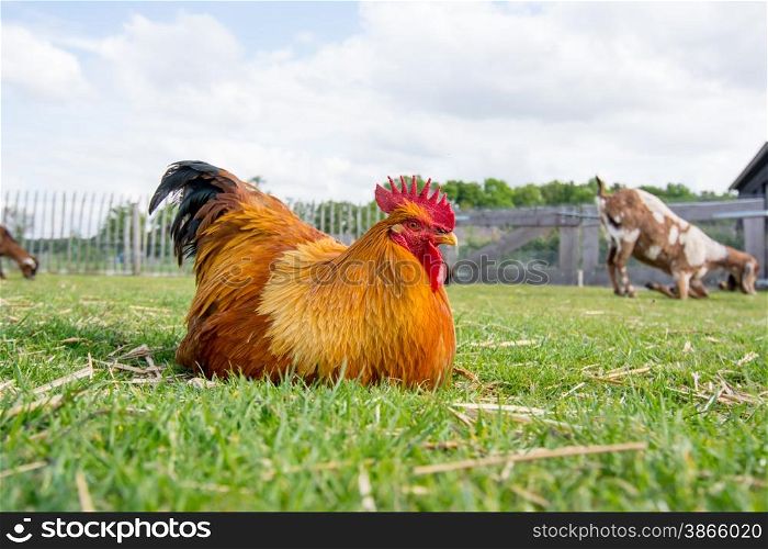 female chicken on grass field