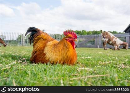 female chicken on grass field