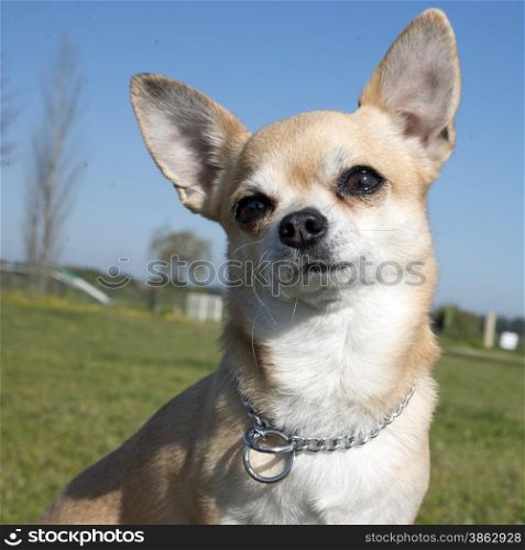 female chihuahua in front of a blue sky