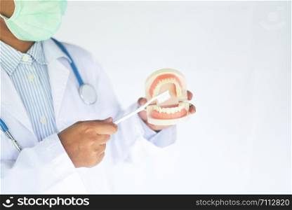 female dentist holding tooth model and toothbrush / dental health and brush teeth dentures for study