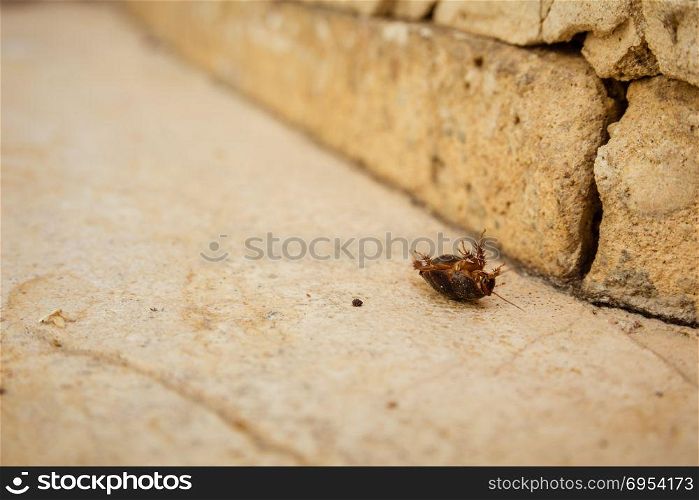 Female desert sand cockroach (Arenivaga africana) on its back.