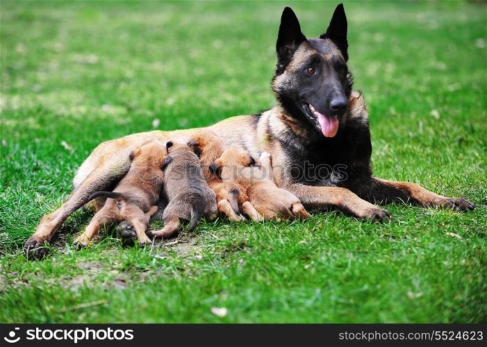female dog of belgian shepherds malinois with puppies