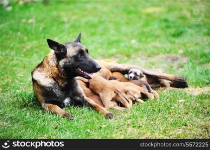 female dog of belgian shepherds malinois with puppies