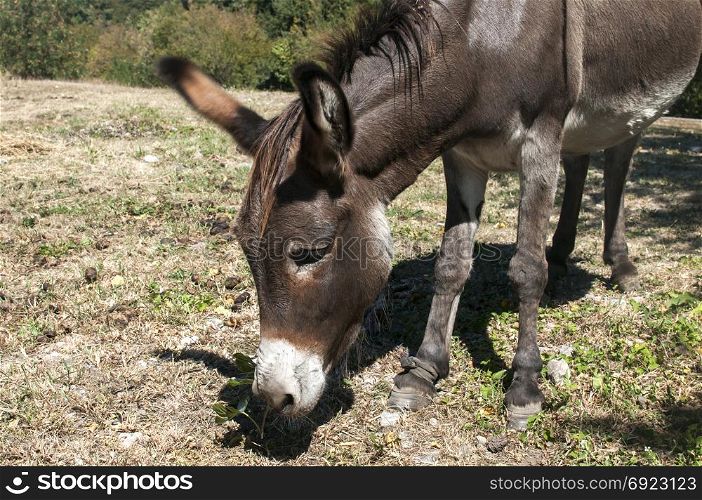 Female donkey closeup grazing on meadow in summertime