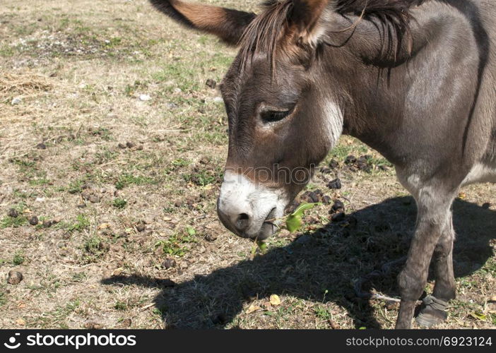 Female donkey closeup grazing on meadow in summertime