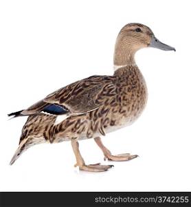 female duck in front of white background