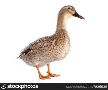 female duck in front of white background