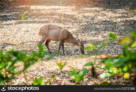 Female Eld&rsquo;s deer eating grass in the wildlife sanctuary / Thamin deer