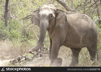 Female elephant charging