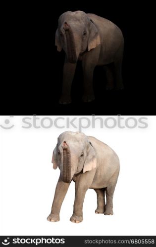 female elephant standing at night time with spotlight and female elephant isolated