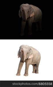 female elephant standing at night time with spotlight and female elephant isolated