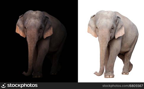 female elephant standing at night time with spotlight and female elephant isolated