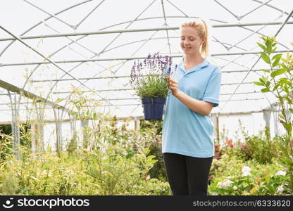 Female Employee At Garden Center Holding Lavender Plant In Greenhouse