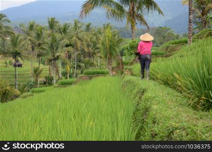 Female farmer wearing traditional paddy hat working in beautiful Jatiluwih rice terrace plantations in Bali, Indonesia