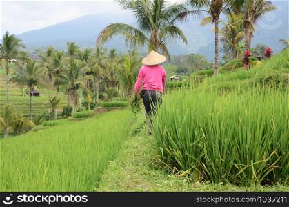 Female farmer wearing traditional paddy hat working in beautiful Jatiluwih rice terrace in Bali, Indonesia