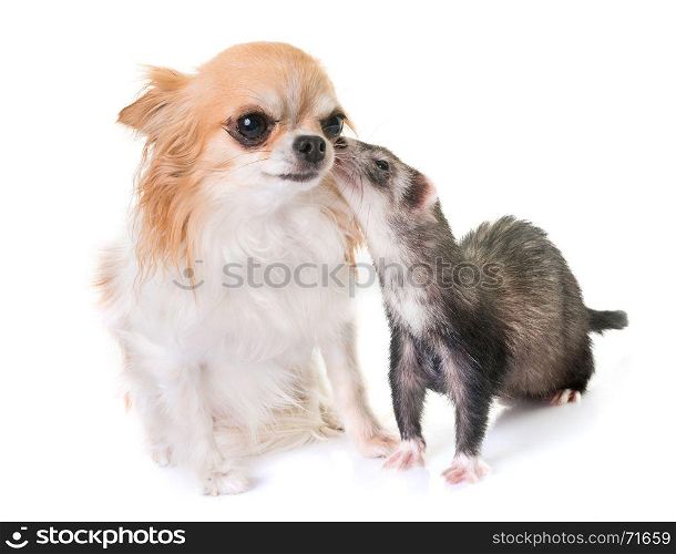 female ferret and chihuahua in front of white background