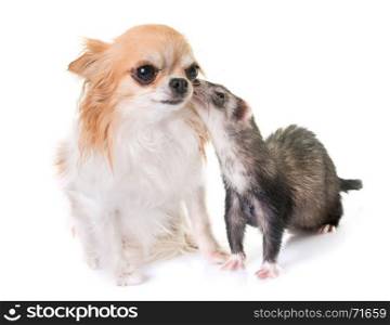 female ferret and chihuahua in front of white background