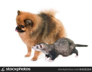 female ferret and spit in front of white background