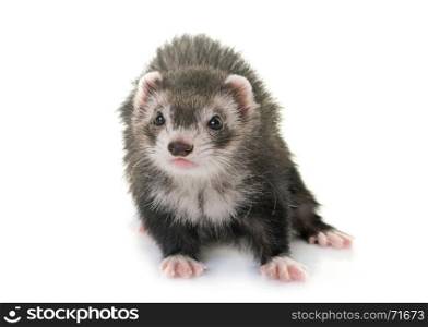 female ferret in front of white background
