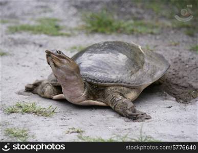 Female Florida Softshell Turtle Laying Eggs