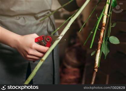 Female florist hands cutting flower stalk by red garden scissors closeup.. Florist hands cutting flower stalk