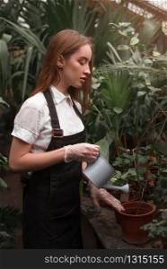 Female florist watering houseplant in a pot from a watering can in greenhouse.. Florist with watering can in greenhouse