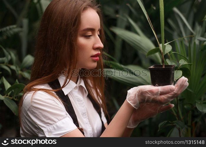 Female florist work with houseplant in pot at the greenhouse.