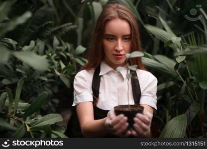 Female florist work with houseplant in pot at the greenhouse. Female florist work with houseplant in pot