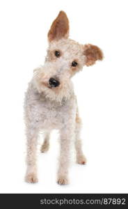 female fox terrier in front of white background