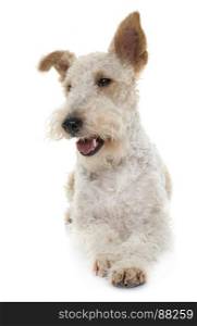 female fox terrier in front of white background