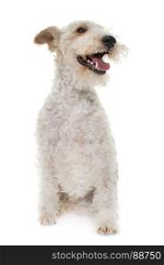 female fox terrier in front of white background
