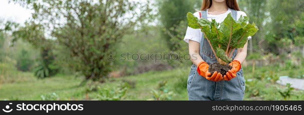 Female gardener concept a female teenage gardener uprooting the big vegetable with the soil in the harvesting season in the vegetable plot.