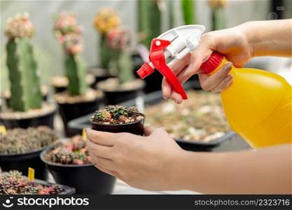 Female gardener concept a gardener holding a foggy spraying water on small cactuses for providing moist to the plants.