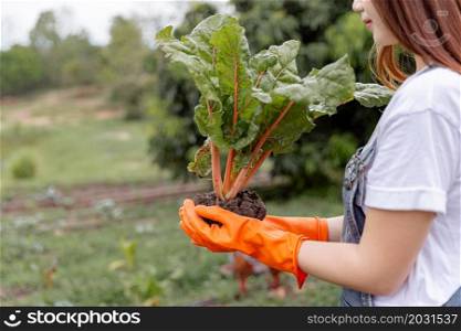 Female gardener concept a young female gardener using two hands to hold the plant in healthy looking after uprooting from the vegetable bed.