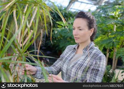 female gardener examining plants at greenhouse
